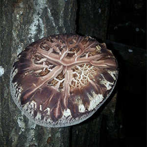 건조 슬라이스 500g 35000원﻿